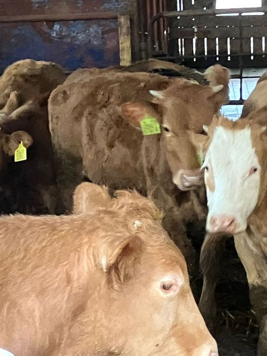 W sprzedaży byczki cielaki byki bydło