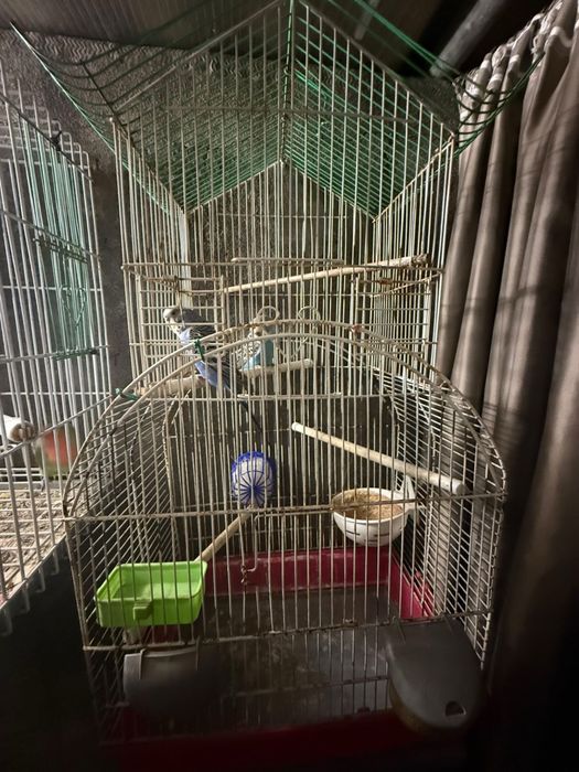 vendo gaiola ou troco por 1 periquito australiano