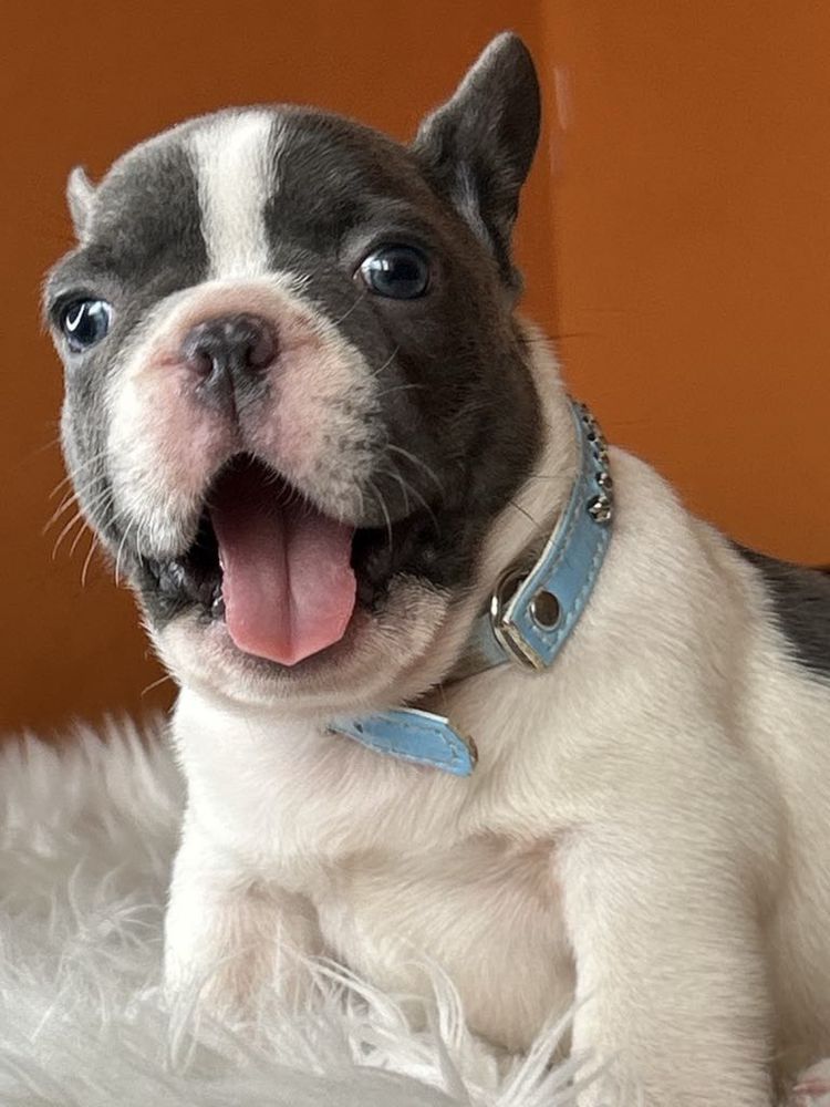 Buldog francuski piesek