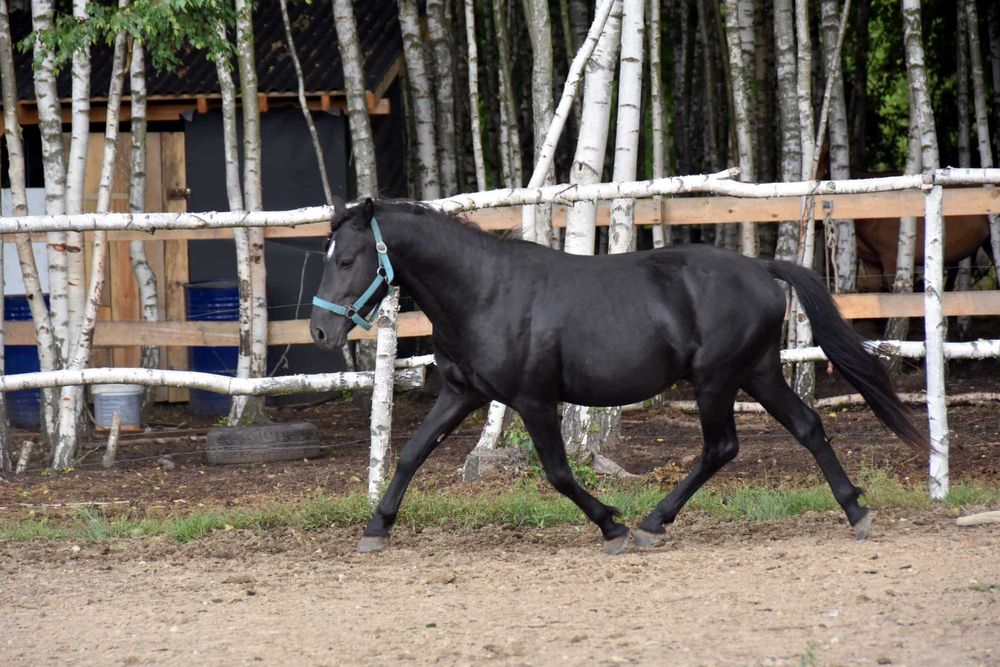 Ogier z licencją Monty 4 lata