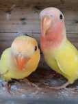 Casal agapornis Roseicollis Lutinos