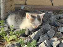 kociaki do adopcji