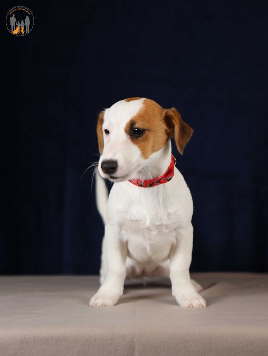 Jack Russell Terrier ZKwP FCI  k.włos