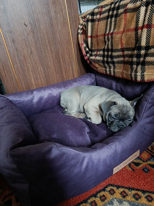 Французский бульдог,игривая девочка