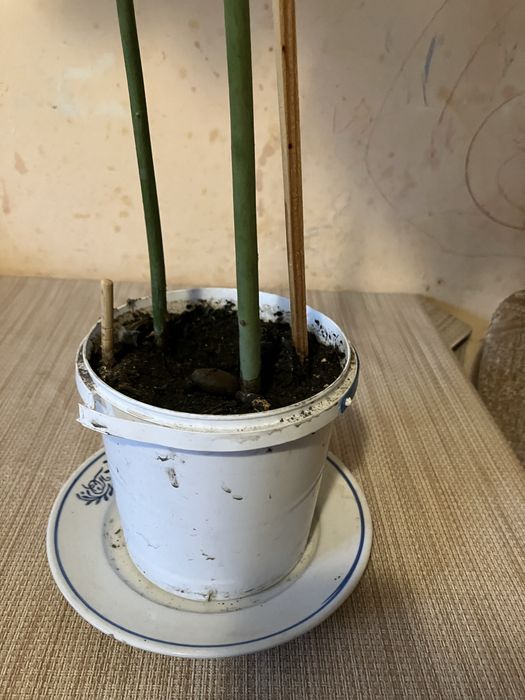 Продається авокадо у горщику