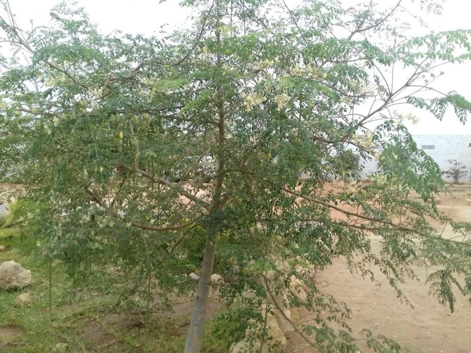 Moringa oleifera