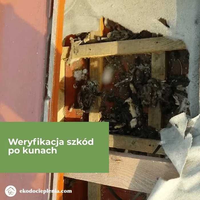 Naprawa dachu po kunie - Wdmuchiwanie celulozy - Odstraszanie kun