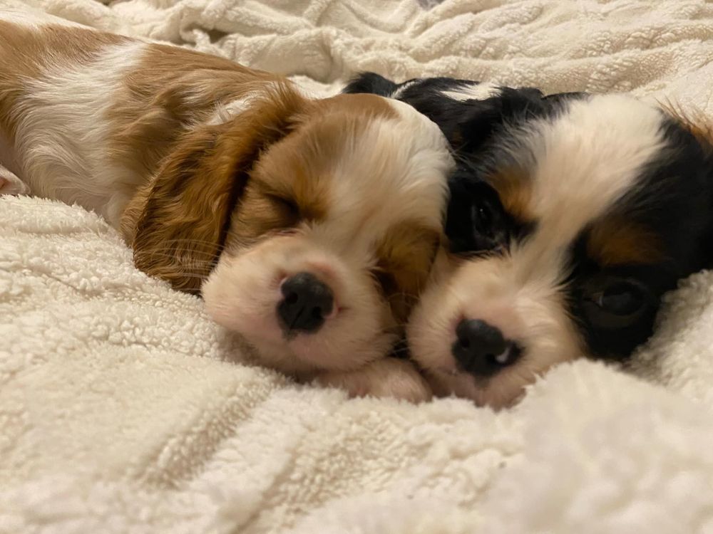 Cudowny Piesek Cavalier Blenheim,Chip,Rodowód,Książeczka,Wyprawka!!