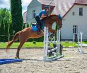 Klacz 6 lat, 167, sport i rekreacja