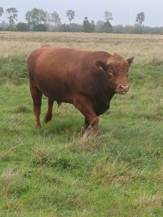 Angus czerwony, simental mięsny