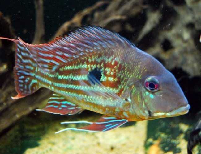 Ziemiojad winemilleri - Geophagus winemilleri - dowóz, wysyłka