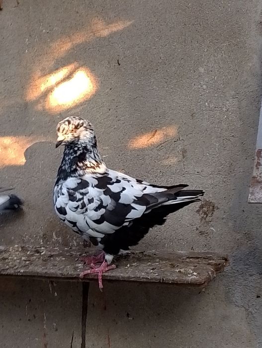 Kingi -gołębie ozdobne