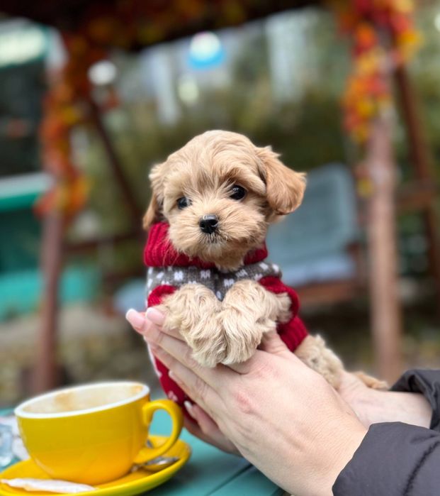 Миниатюрная девочка Мальтипу