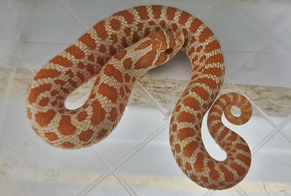 Wąż Heterodon zachodni Red Albino - młody samczyk