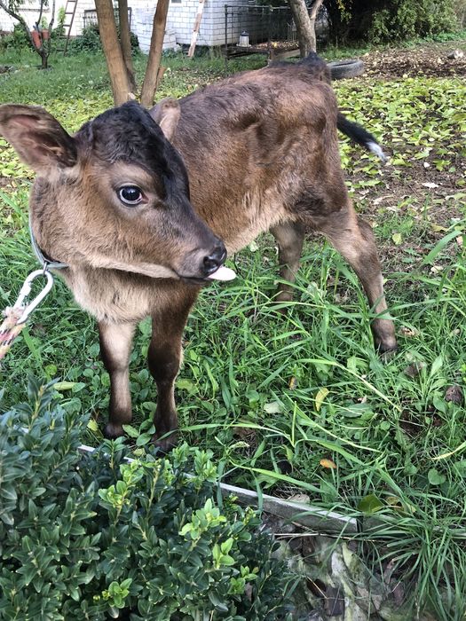 Продам телочку 50% Джерси