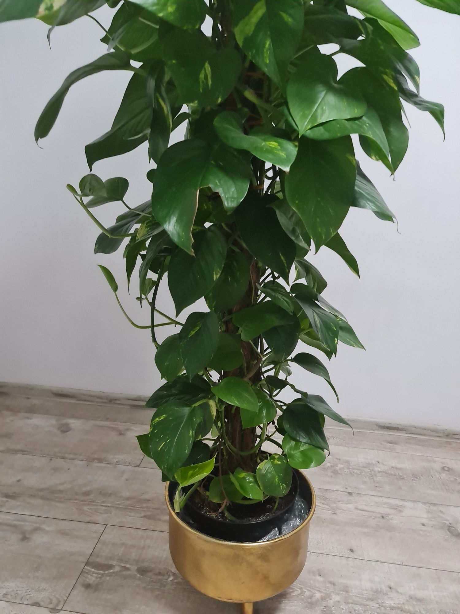 Duży kwiat Epipremnum aureum 160 cm