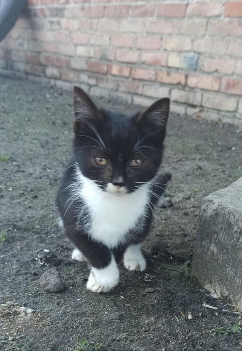 Oddam kotka 3 miesiące