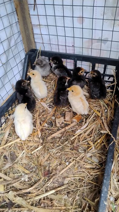 Продам курчат і курок Американок