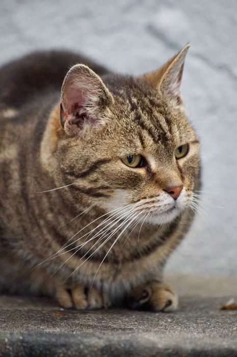 Cleo - delikatna i spokojna starsza kotka do adopcji