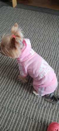 Różowe ubranko dres dla pieska | kotka | S