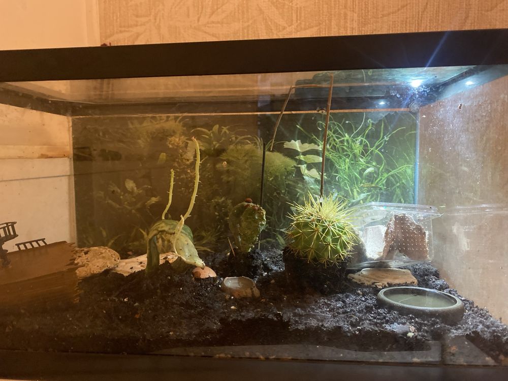 Largato de 7 Cm completo Autosustentavel