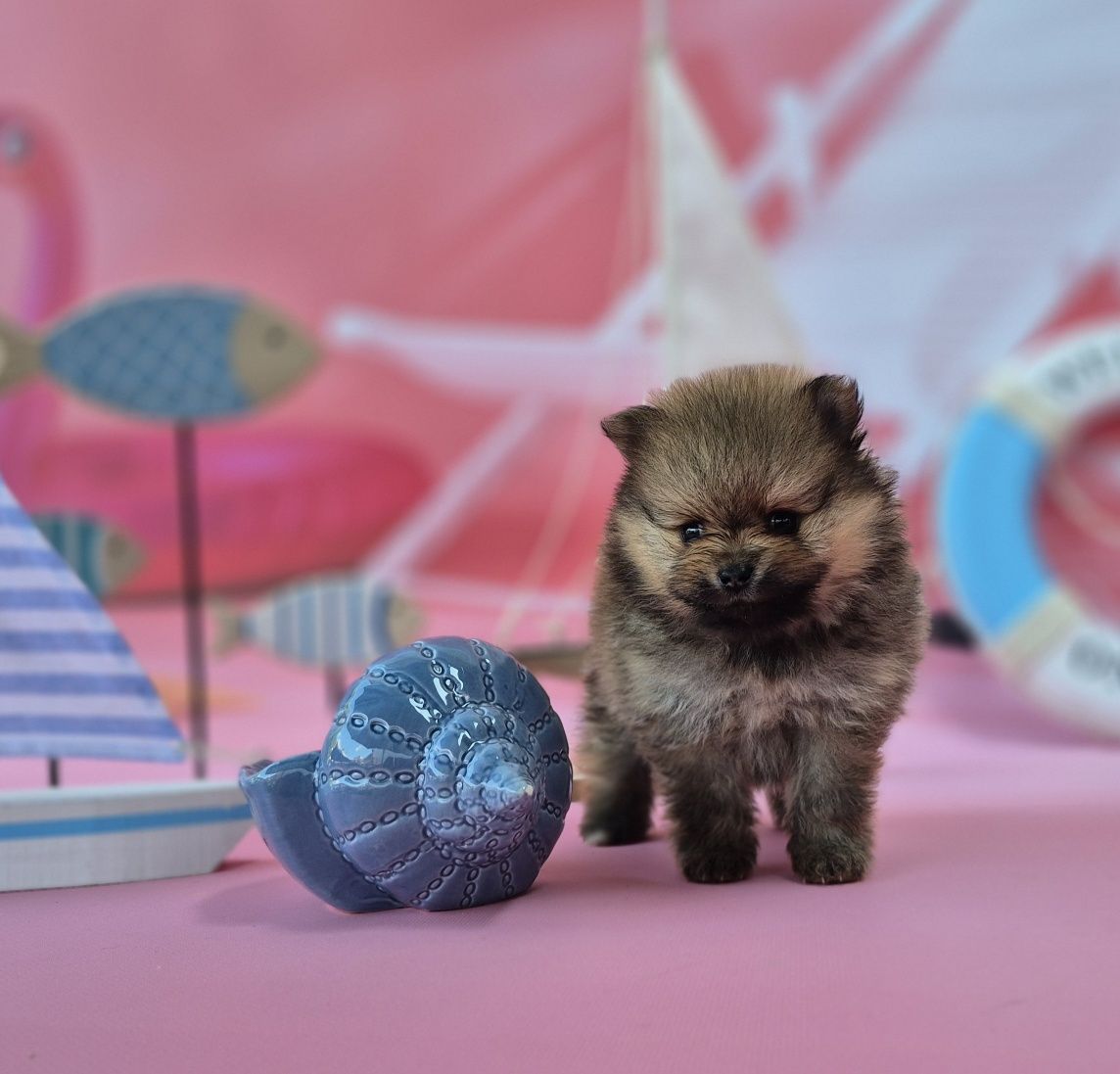 piesek szpic miniaturowy pomeranian dostępny do rezerwacji