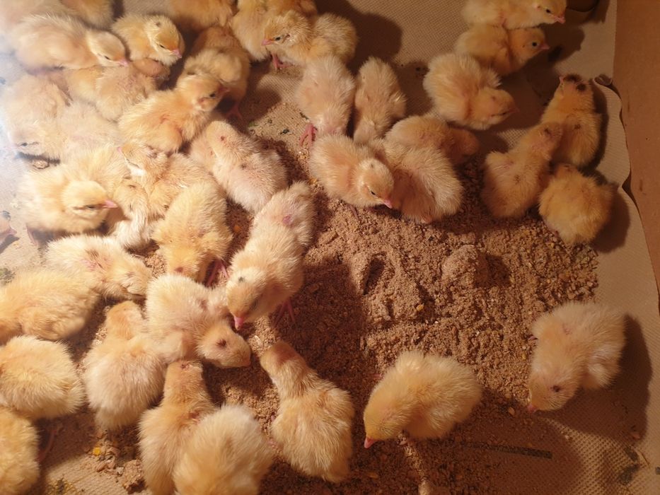 Перепілки добові