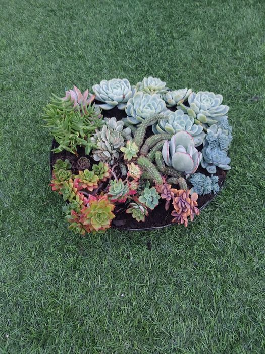 Pote com suculentas