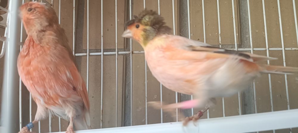 Casal de canários