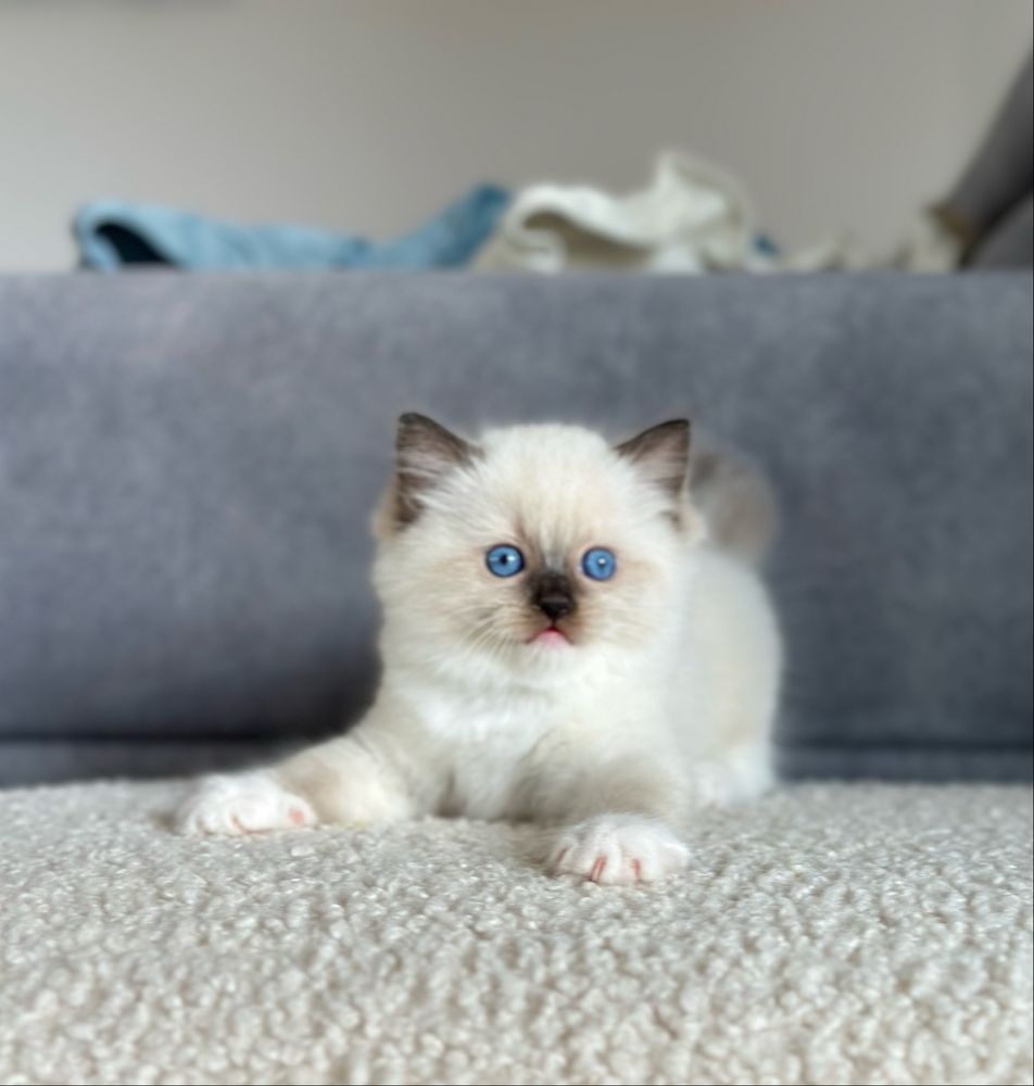 Puchata kotka ragdoll rodowód FIFE