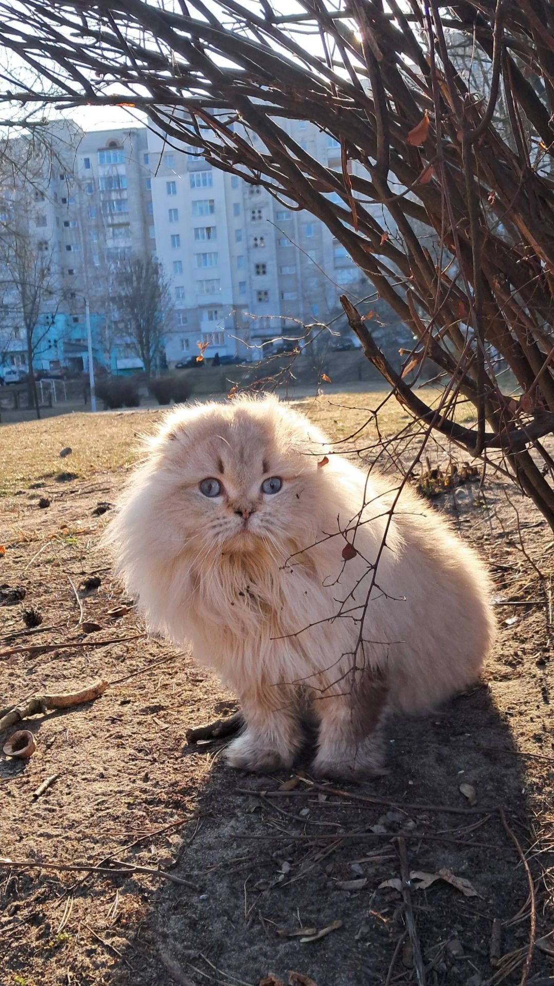 Вязка    котиків