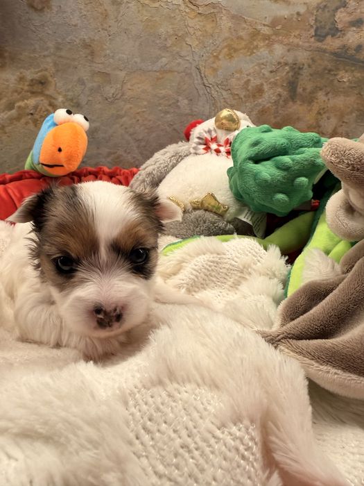 Yorkshire terrier blueberry