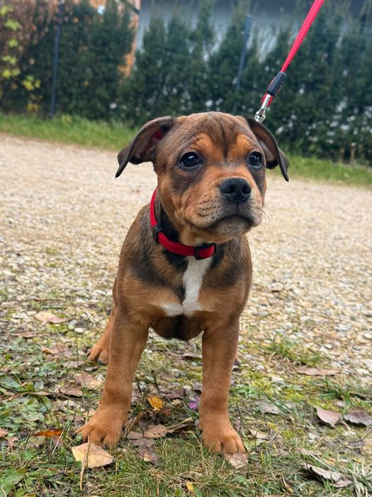 Staffordshire Bull Terrier - Dostępny piesek Staffik