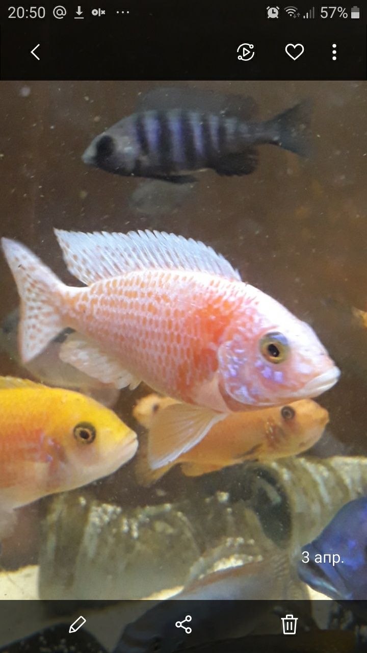 Aulonocara FIRE FISH