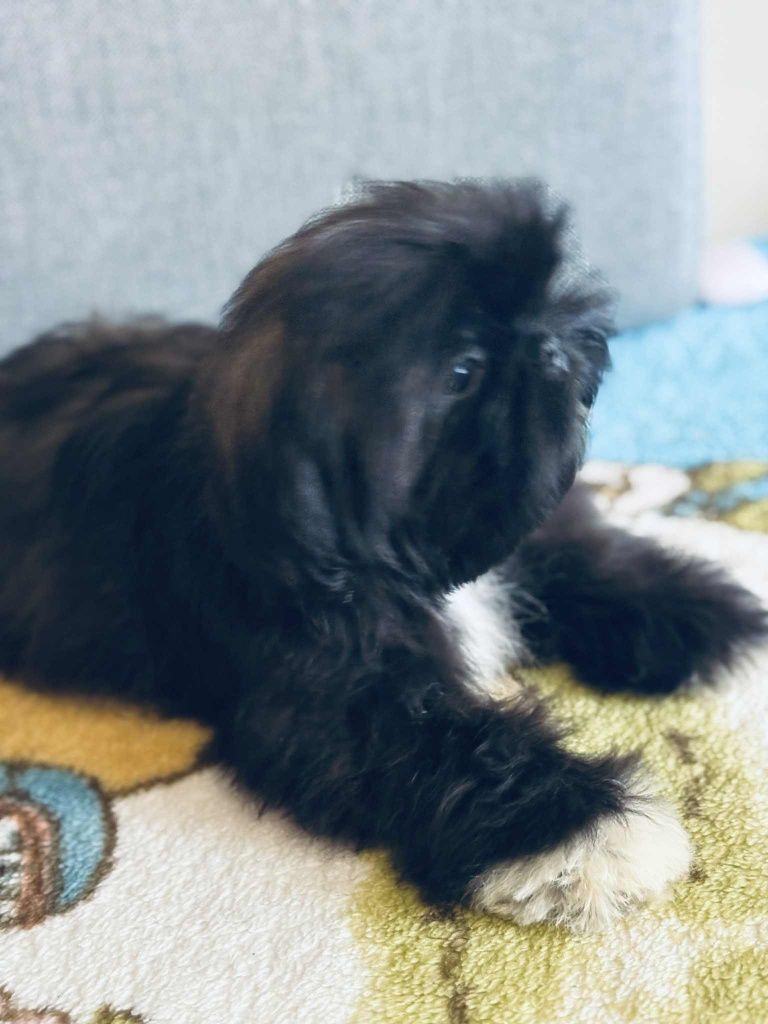 Piesek Apollo 9 tyg  Shih tzu Zkwp FCI