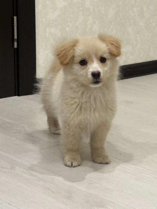 Щеня в добрі руки