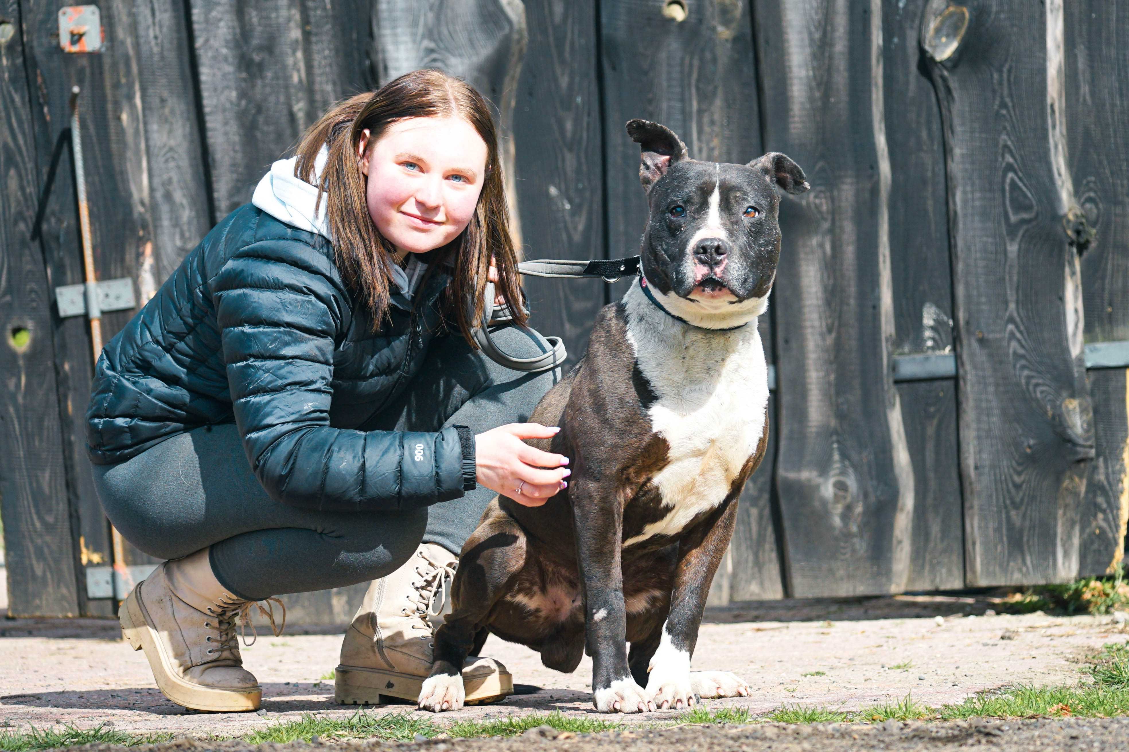 KAKTUS - pies w typie amstaff szuka domu