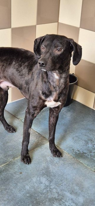 Piesek około 3 lata