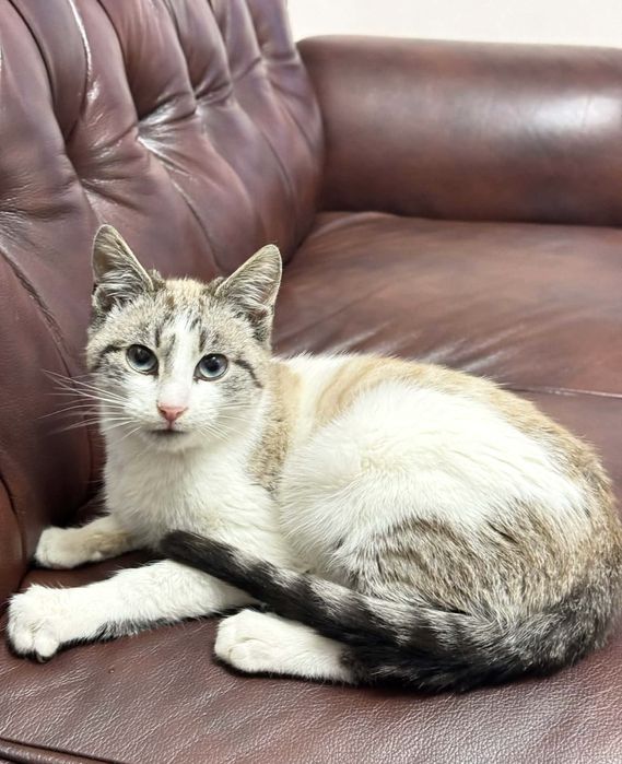 Шиаарний котик камтрований 4 міс