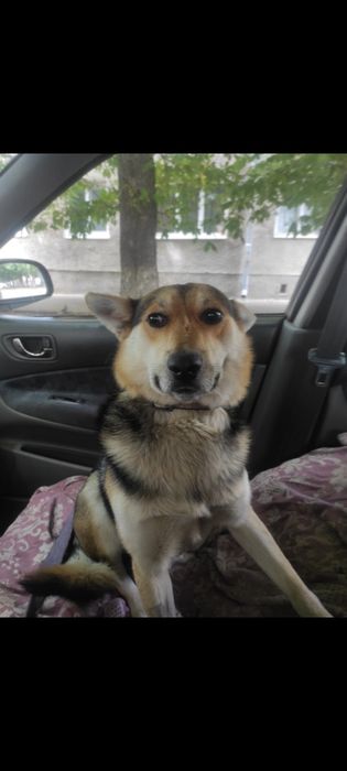 Пропав песик! Прошу повернути за винагороду!