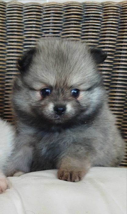 Cachorra fêmea Sptiz