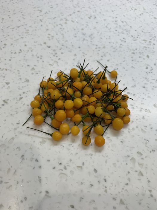 Насіння екстрагострого перцю (Carolina, Charapita, Big Mama, Habanero)