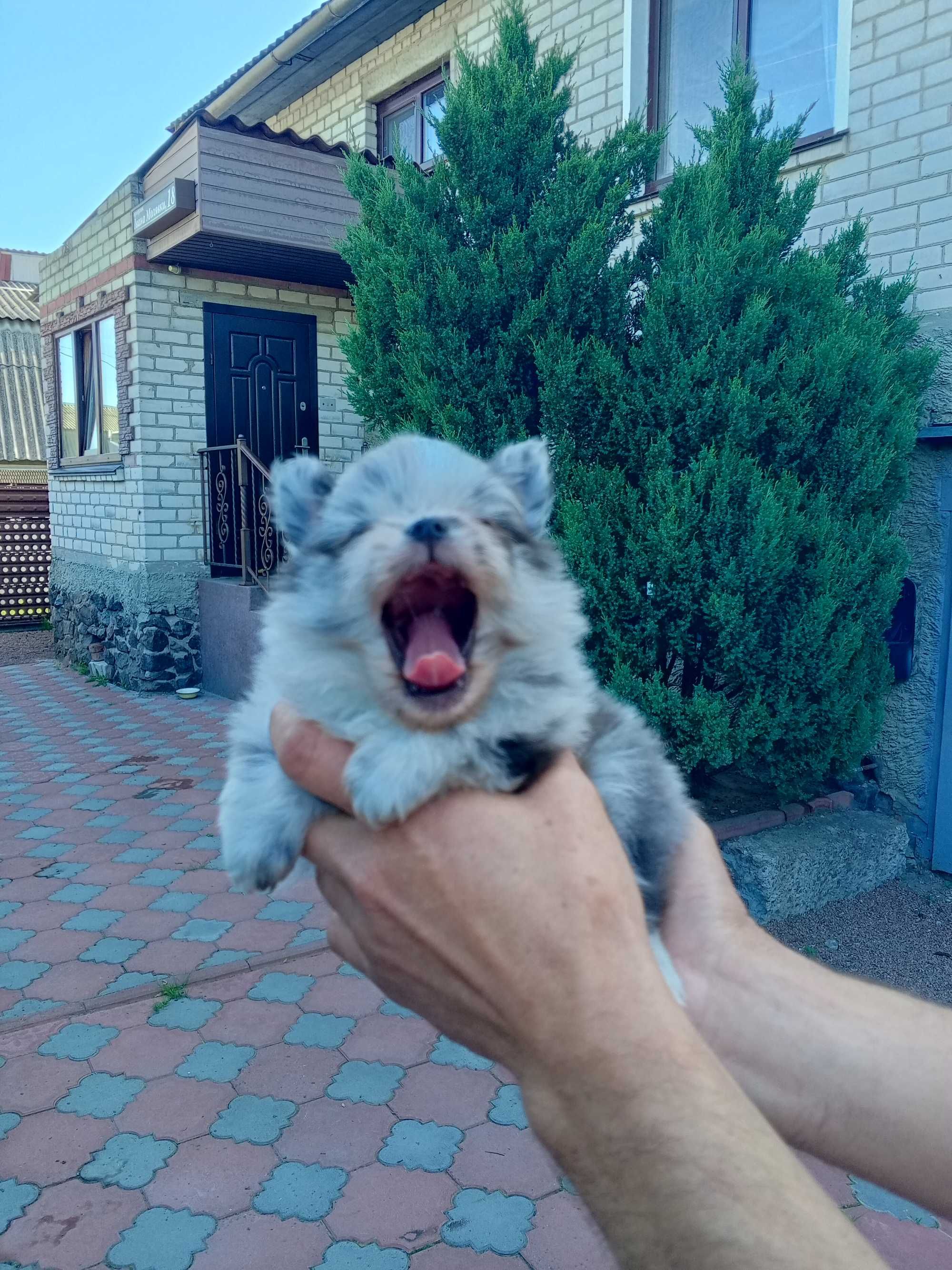 Невероятный малыш померанчик