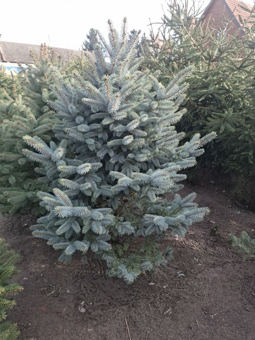 Choinki cięte lub wykopane