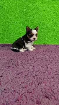 Suczka Yorkshire terrier Biewer