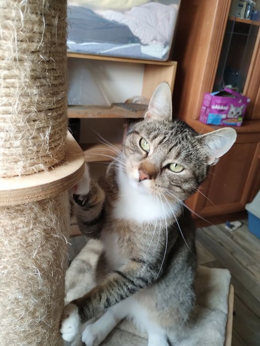 Rysio poleca się do adopcji!