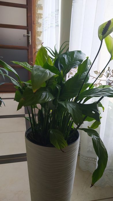 Вазон спатифіліум