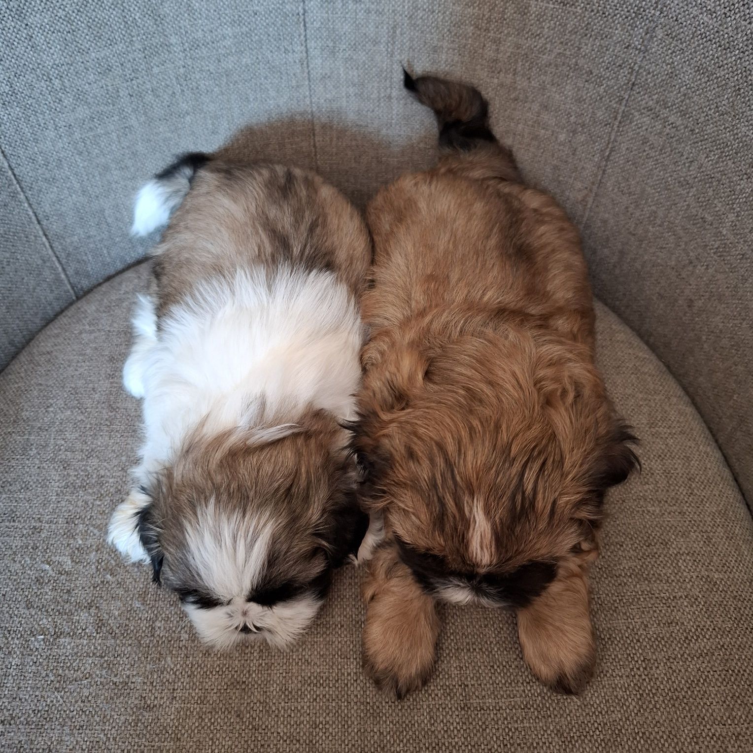 Piękny piesek shih tzu do odbioru koniec lipca same chłopaki dostępne