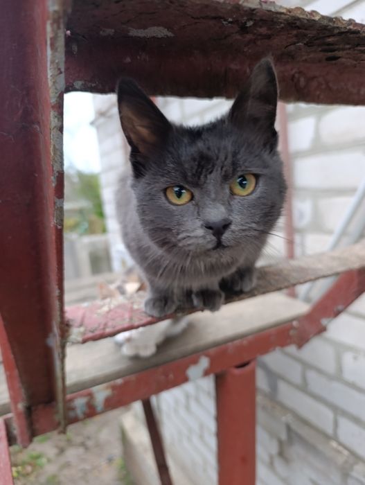 Віддам котят в добрі руки