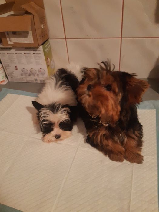 York biewer szczeniak